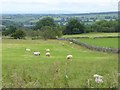 NY4728 : Field with sheep south of Newbiggin by Oliver Dixon