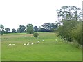 NY4831 : Field with sheep near Newton Reigny by Oliver Dixon