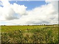 Looking south across the fields from Byerleyhouse Lane