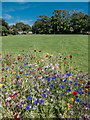 Wild Flowers on the Green, Sea  Road, East Preston, West Sussex