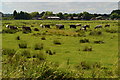 Cows grazing at Lower Farm