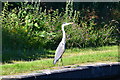 Heron on the towpath