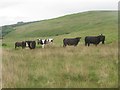 NY7062 : Cattle on Broomhouse Common by Graham Robson