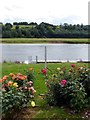 SK7046 : Rose garden beside the River Trent by Graham Hogg