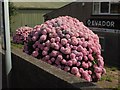 SX9066 : Hydrangea, Barton Hill Way by Derek Harper