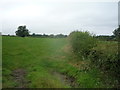 Grazing and hedgerow, Brookside