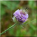 Teasel plant on Grosvenor Road