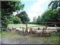 Lambs near Brithem Bottom