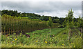 Carefully tended crops at the side of Moss Lane