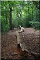 Fallen Tree in Larks Wood