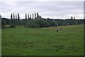 Cattle, Caynham