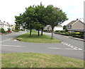 Four trees in the middle of Dinas Road, Penarth