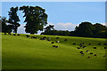 Mid Devon : Grassy Field & Cattle