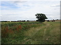 Field edge near Buckwood Farm