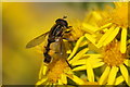 SD3402 : The hoverfly Helophilus hybridus, Lunt Meadows Nature Reserve by Mike Pennington