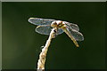 Common Darter (Sympetrum striolatum), Lunt Meadows NR