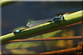 Blue-tailed Damselfly (Ischnura elegans), Lunt Meadows NR