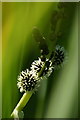 SD3402 : Bur reed (Sparganium sp.), Lunt Meadows NR by Mike Pennington