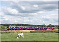 350402 at Low Wool Oaks - August 2016