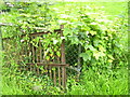 Seion Chapel, St Clears - overgrown culvert