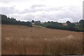 Oilseed rape, Birchley