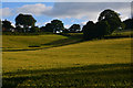 Mid Devon : Grassy Field