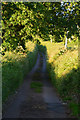 Mid Devon : Country Lane