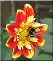 Buff-tailed bumblebee on dahlia