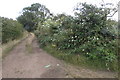 Footpath into Chalton