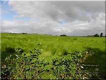 H5557 : Tycanny Townland by Kenneth  Allen