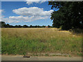 Stubble field by School Road