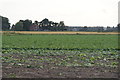 Fields north of Shore Road, Hesketh