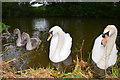 Tiverton : Grand Western Canal - Swans