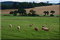 Mid Devon : Grassy Field & Sheep