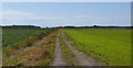 The track/footpath across New Moss