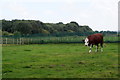 Cow at Acorn Venture Urban Farm, Kirkby