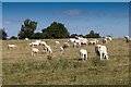 White cattle grazing