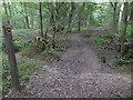 Footpath going north in woodland at Stonepits Rough