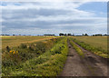 A track/footpath towards New Cut Brook