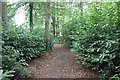SJ2738 : The Woodland Walk at Chirk Castle by Jeff Buck