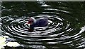 SJ3398 : A coot chick seen on the Leeds Liverpool canal by Norman Caesar