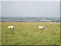 TL0629 : Sheep on the Icknield Way by Peter S
