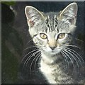 A kitten at a window