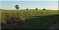 Field and trees, Coney Mead