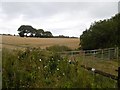 Fields near Wingate