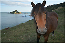 SX9049 : South Hams : Coastal Scenery & Pony by Lewis Clarke
