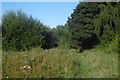 Path, Brierley Wood