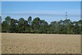 Wheat, Middlefield