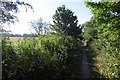 Castle Eden Branch trackbed