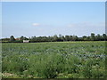 Cabbage field near Birkhouse Farm